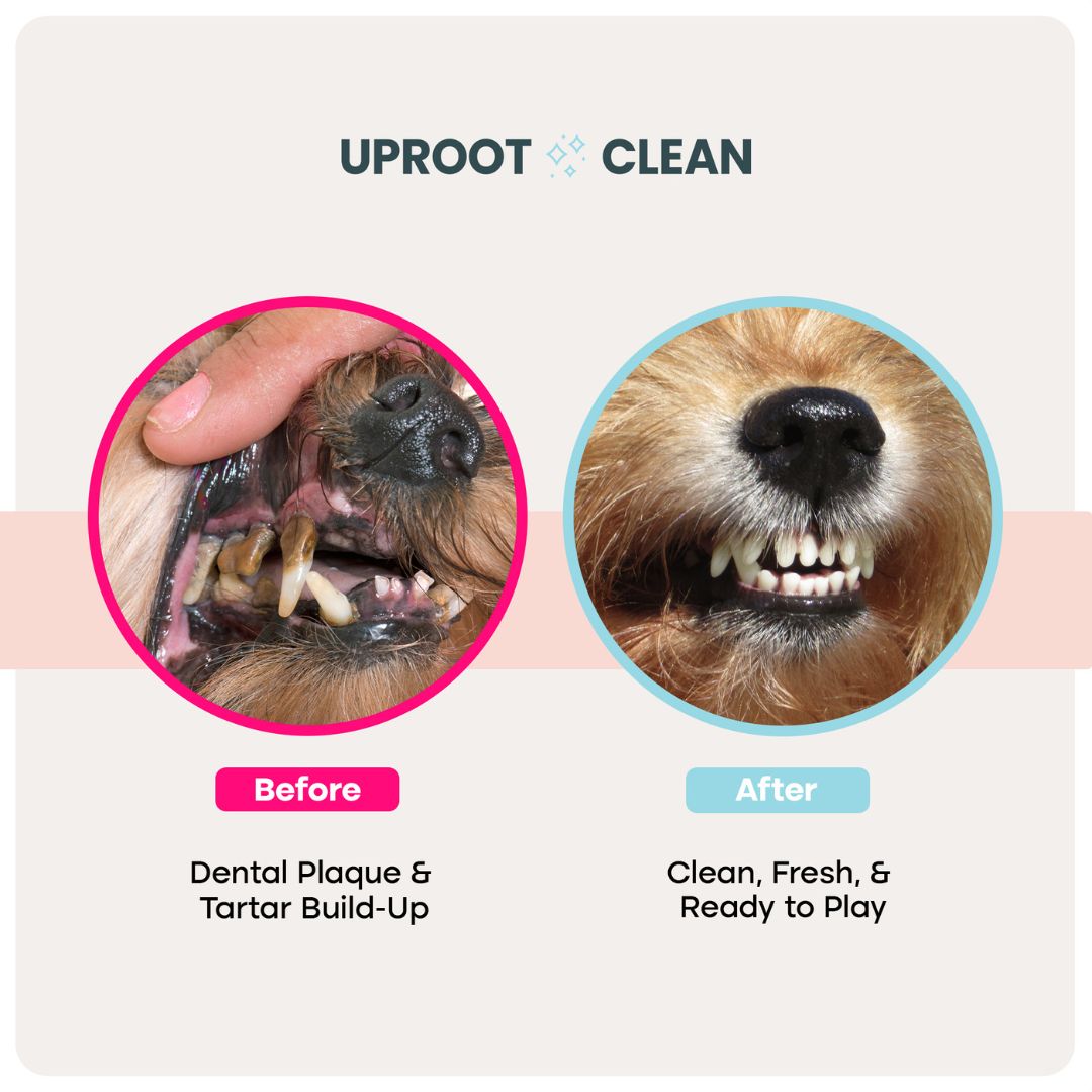 Uproot Head-to-Tail Wipe Set