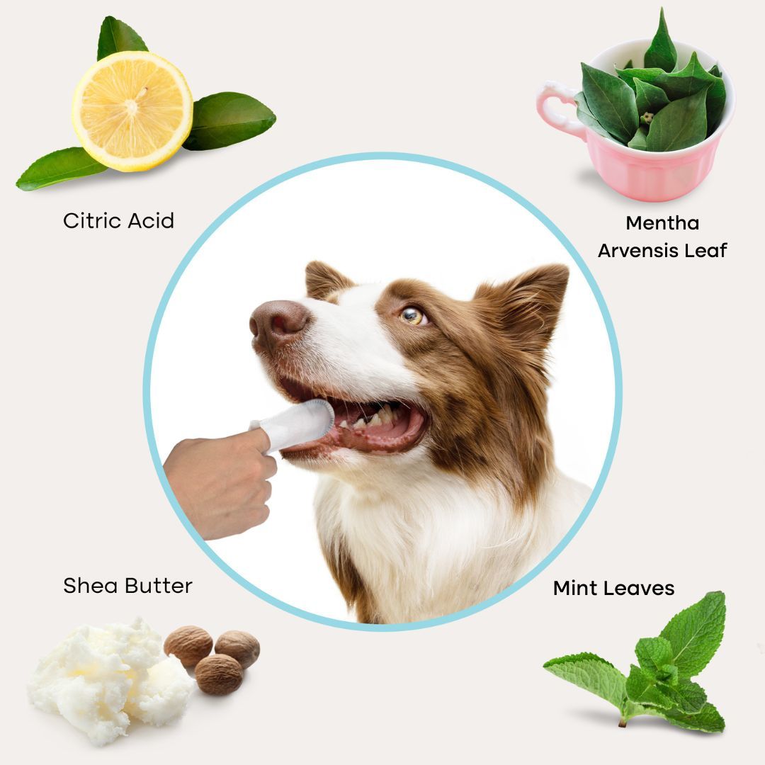 Uproot™ Dental Wipes